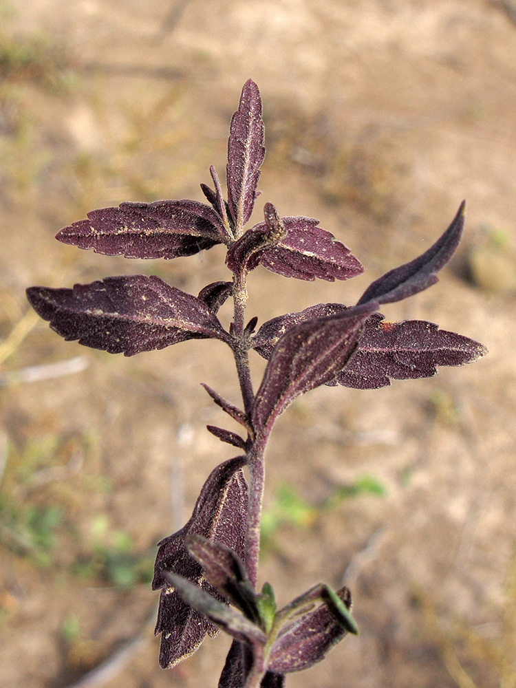 Image of Teucrium chamaedrys specimen.
