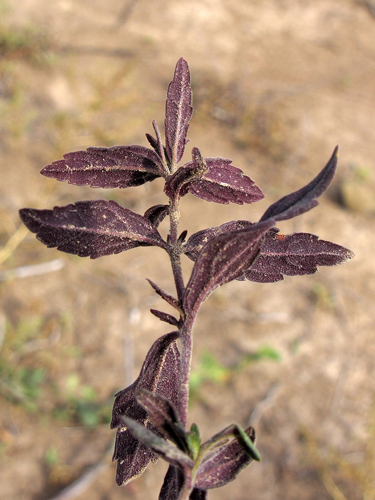 Изображение особи Teucrium chamaedrys.