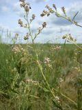 Lepidium latifolium