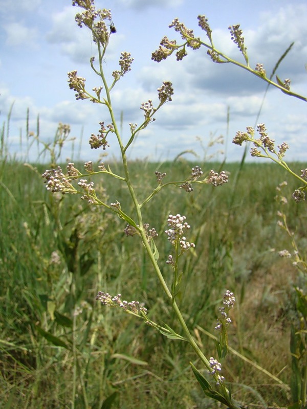Image of Lepidium latifolium specimen.