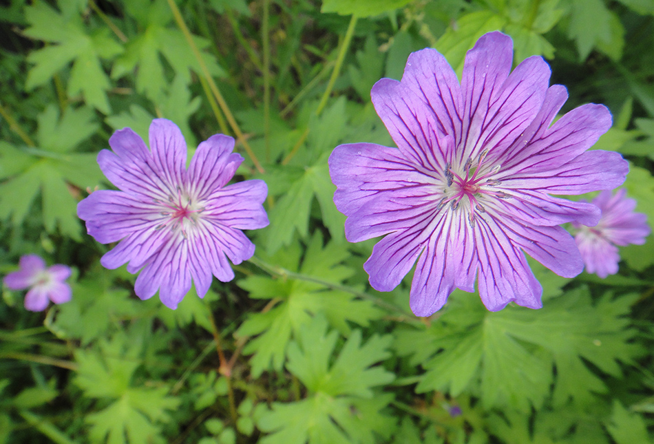 Image of Geranium wlassovianum specimen.