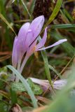 Colchicum autumnale. Расцветающее растение. Ленинградская обл., Волосовский район, луг на известняке. 29.09.2013.