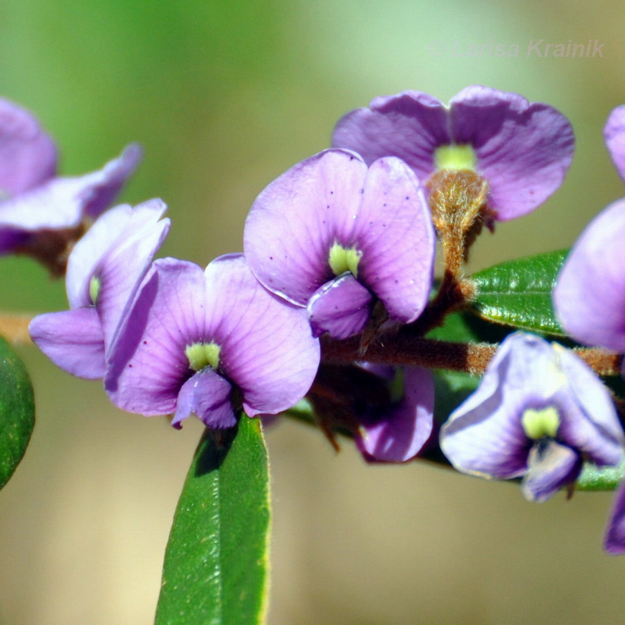 Image of Hovea acutifolia specimen.