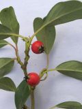 Cotoneaster разновидность radicans