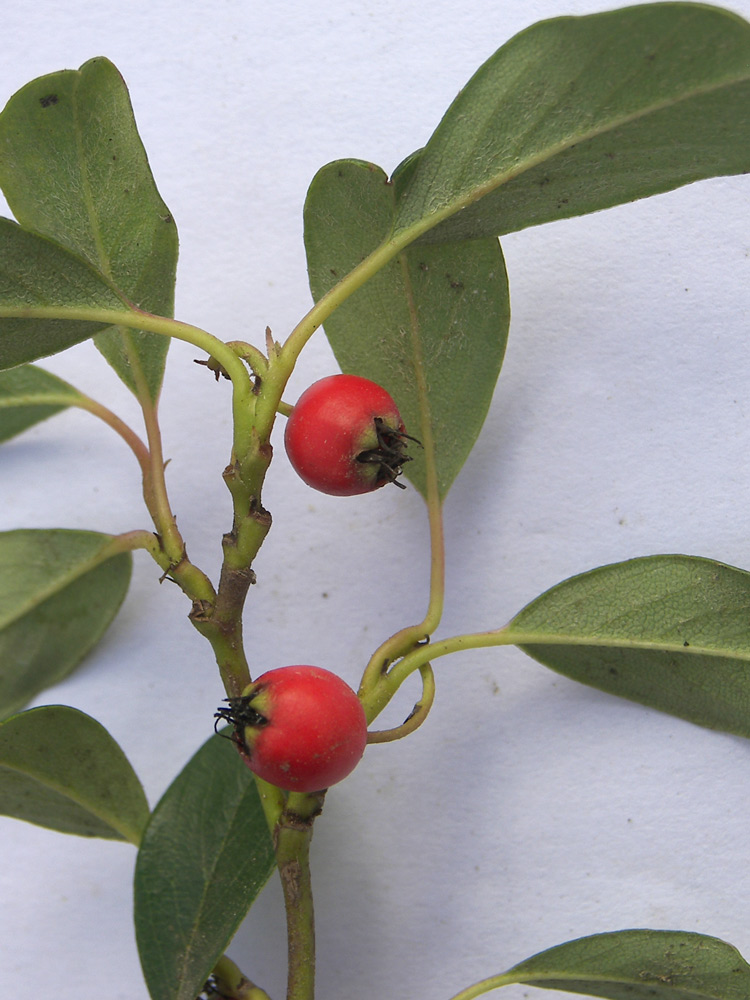 Изображение особи Cotoneaster dammeri var. radicans.