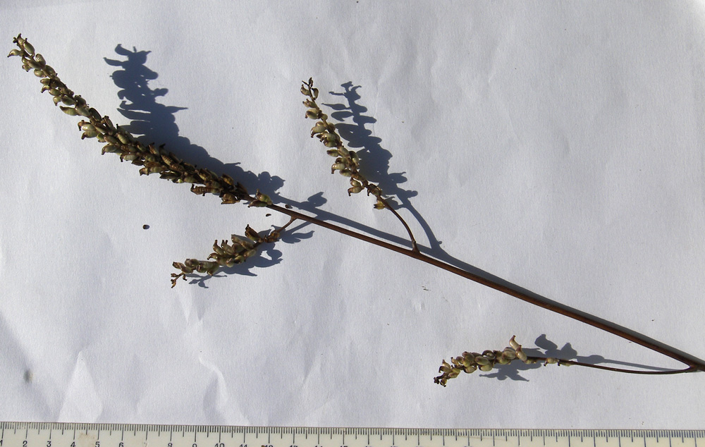 Image of Cimicifuga japonica specimen.