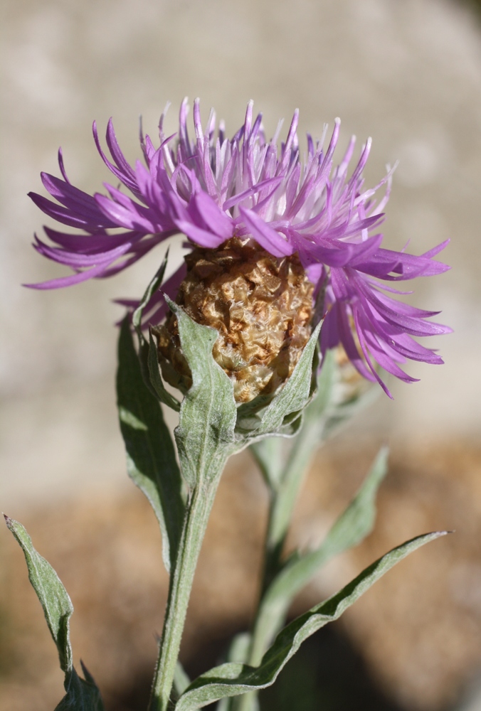 Image of Centaurea jacea ssp. substituta specimen.