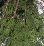 Thuja plicata. Ветви. Германия, г. Дюссельдорф, Ботанический сад университета. 14.08.2013.