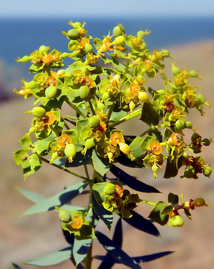 Image of Euphorbia stepposa specimen.