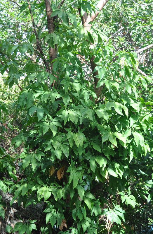 Изображение особи Syngonium podophyllum.