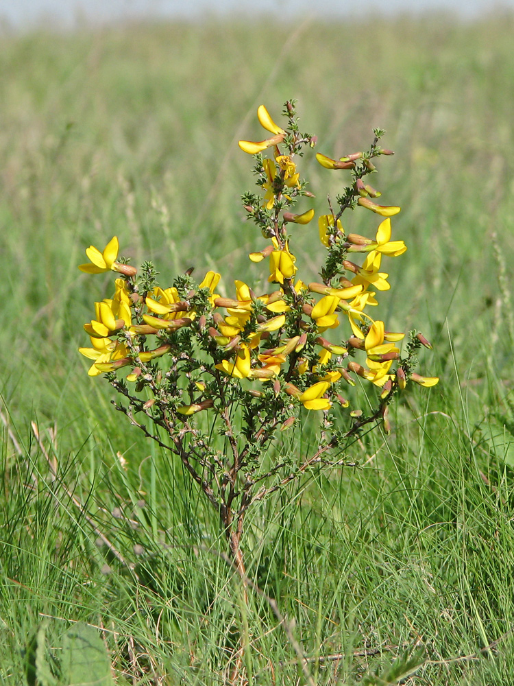 Image of Caragana scythica specimen.