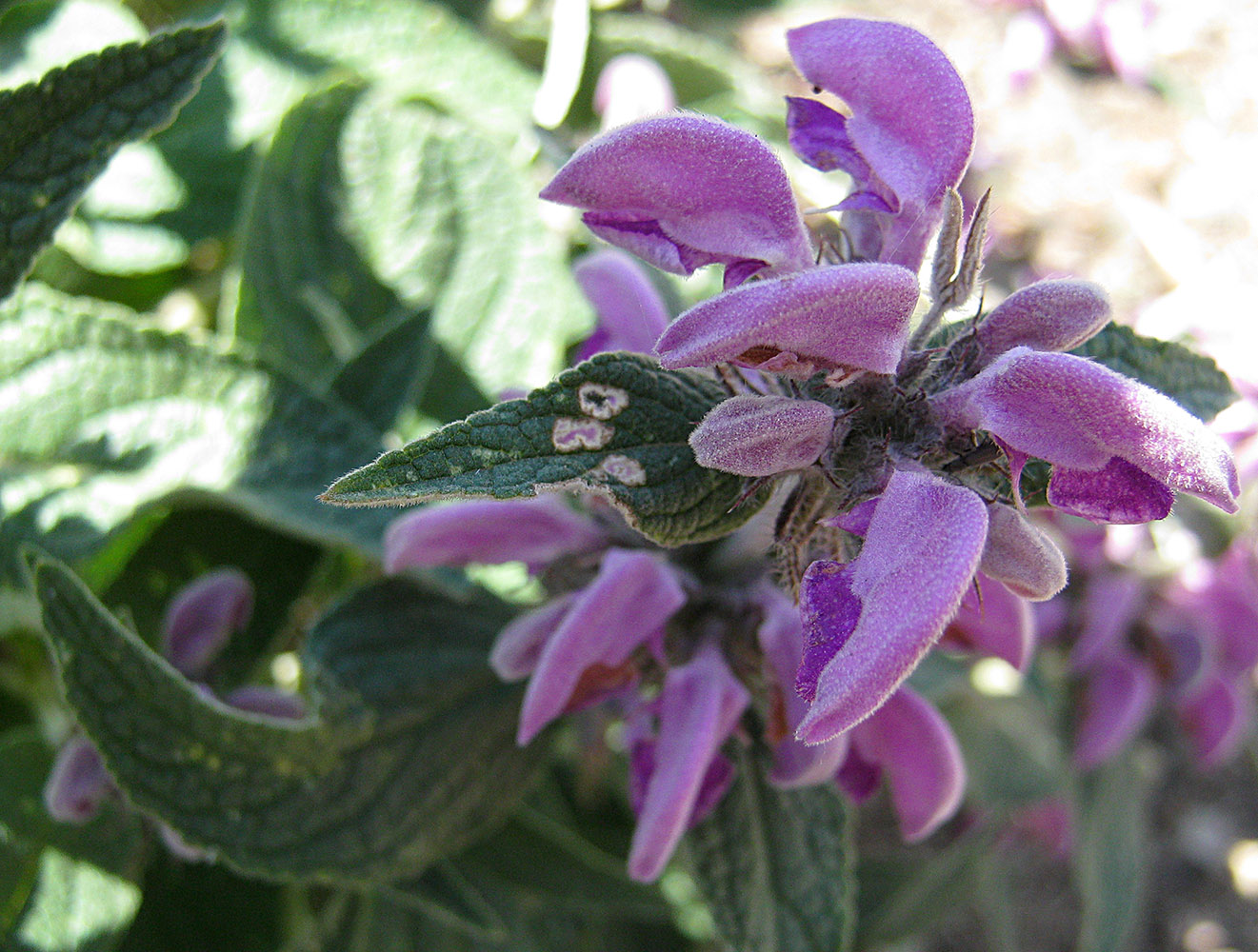 Image of Phlomis taurica specimen.