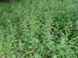 Arabis pendula