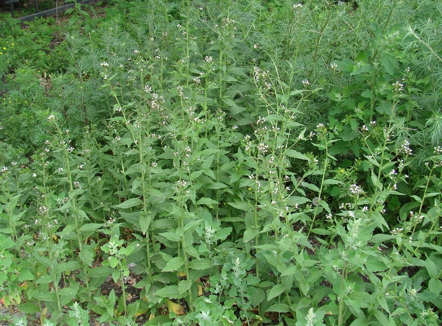Image of Arabis pendula specimen.