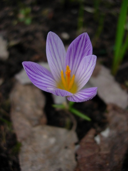 Изображение особи Crocus versicolor.