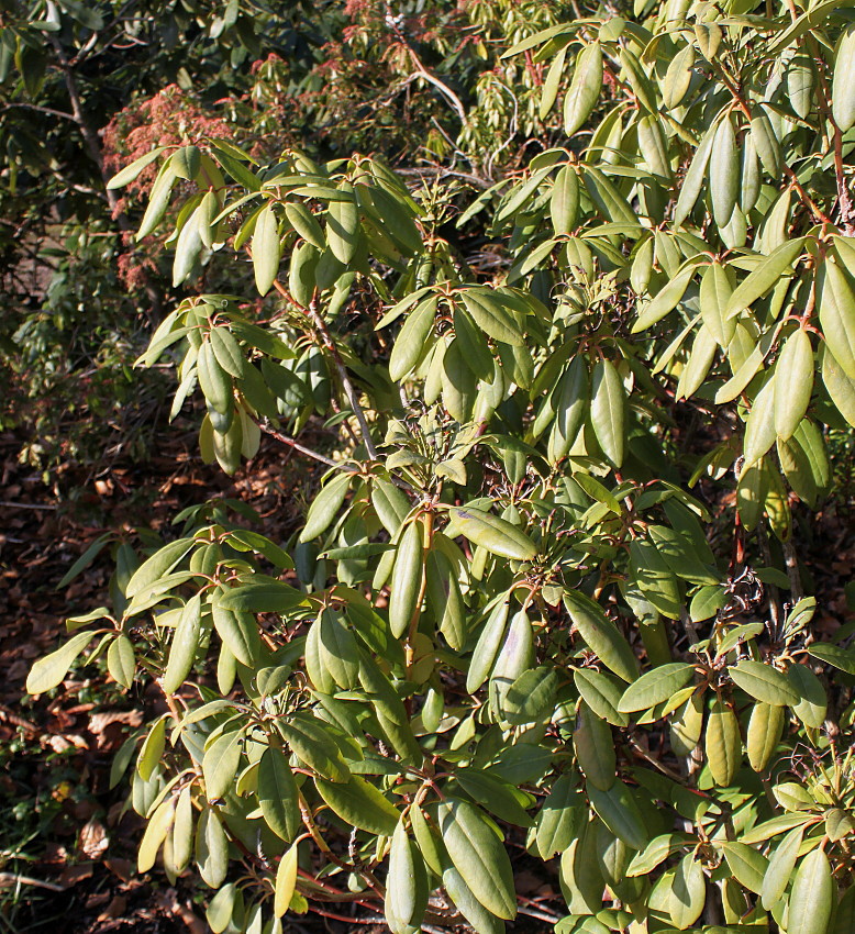 Image of Rhododendron catawbiense specimen.