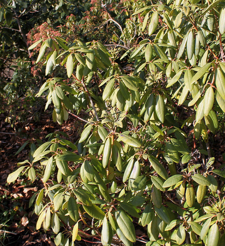 Изображение особи Rhododendron catawbiense.