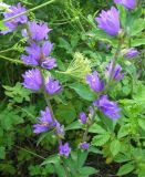 Campanula cephalotes