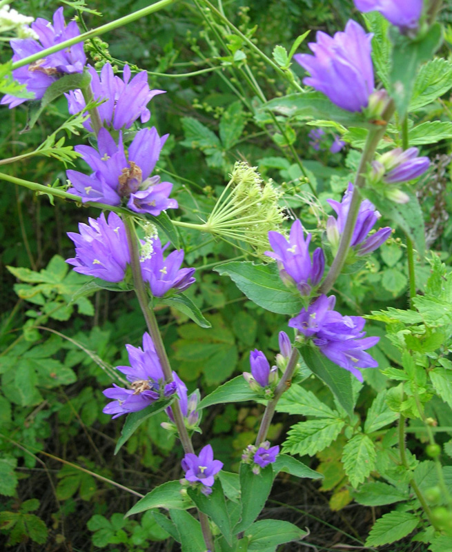 Image of Campanula cephalotes specimen.