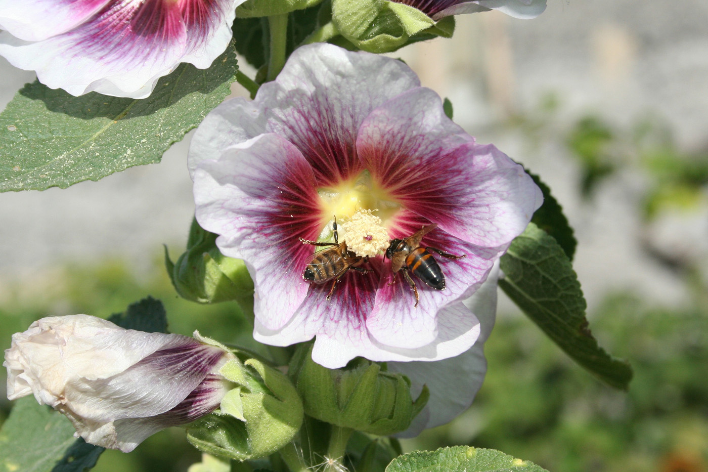 Изображение особи Alcea rosea.