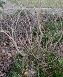 Rhododendron luteum. Растение выходящее из состояния зимнего покоя. Германия, г. Дюссельдорф, Ботанический сад университета. 02.03.2014.