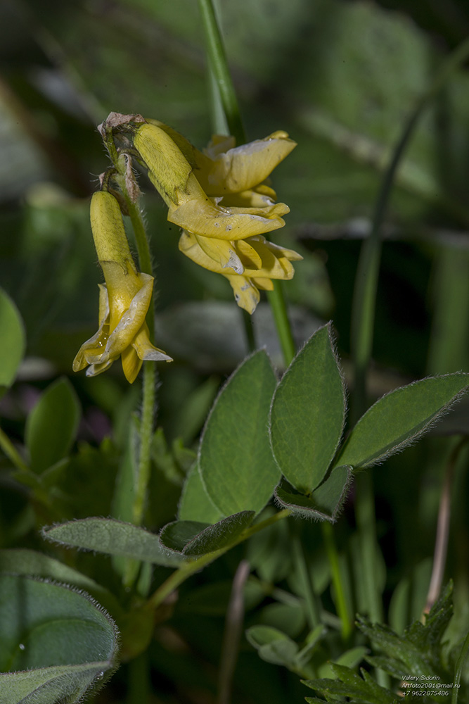 Изображение особи Astragalus umbellatus.