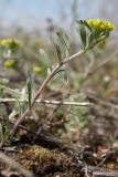 Alyssum variety desertorum