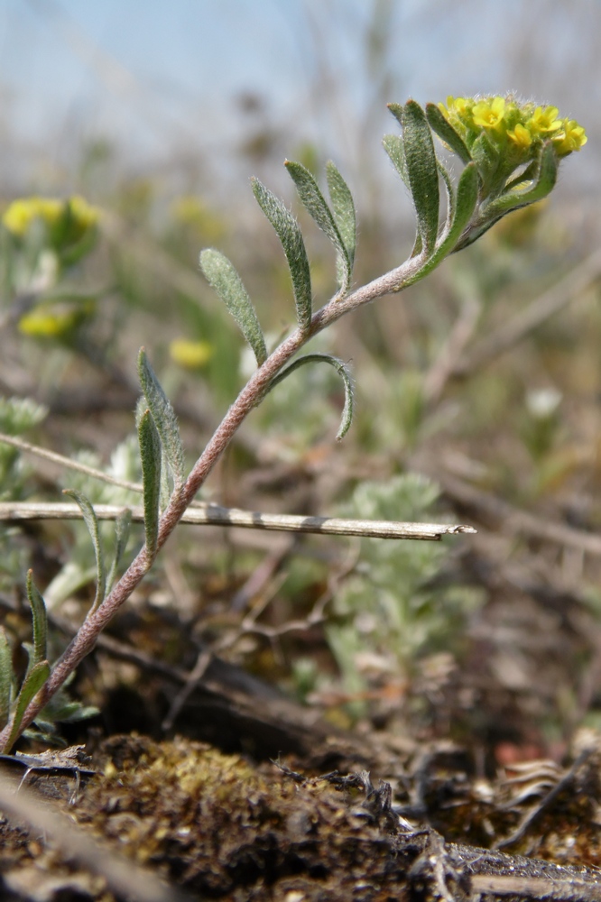 Image of Alyssum turkestanicum var. desertorum specimen.