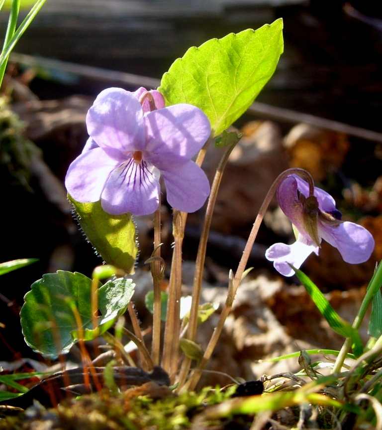 Изображение особи род Viola.