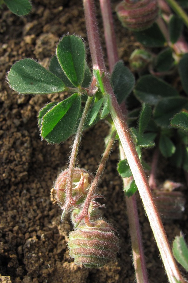 Image of Medicago rigidula specimen.