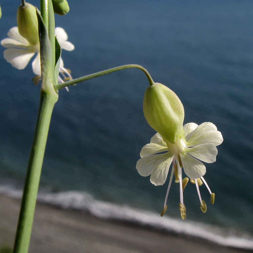 Изображение особи Oberna crispata.