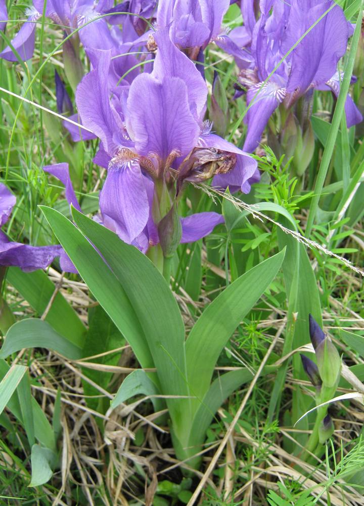 Image of Iris aphylla specimen.