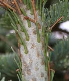 Abies form glauca