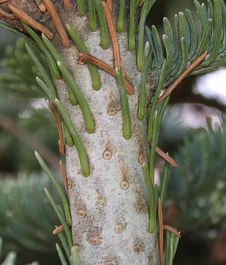 Image of Abies procera f. glauca specimen.