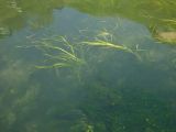 Zostera marina