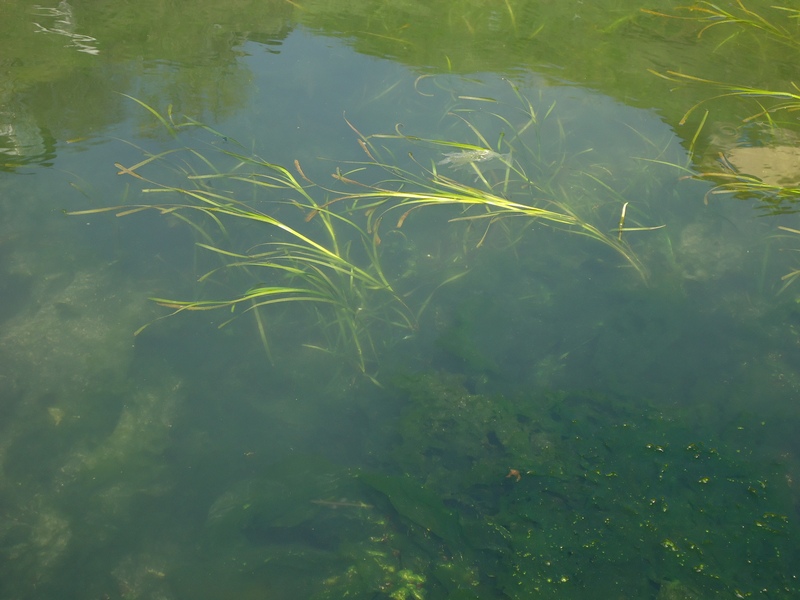 Image of Zostera marina specimen.
