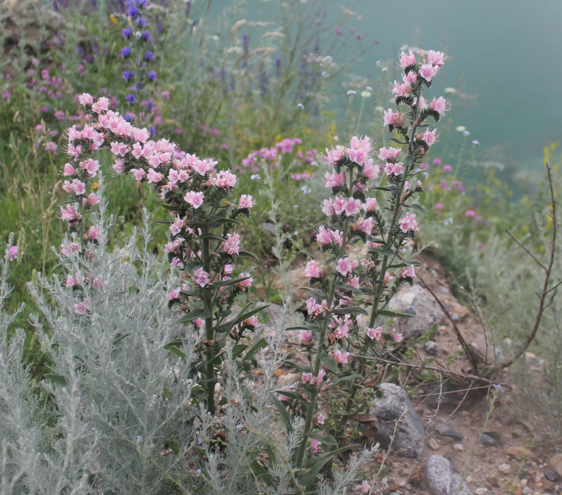 Изображение особи Echium vulgare.