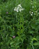 Hesperis voronovii