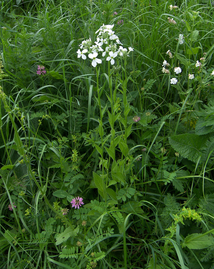 Image of Hesperis voronovii specimen.