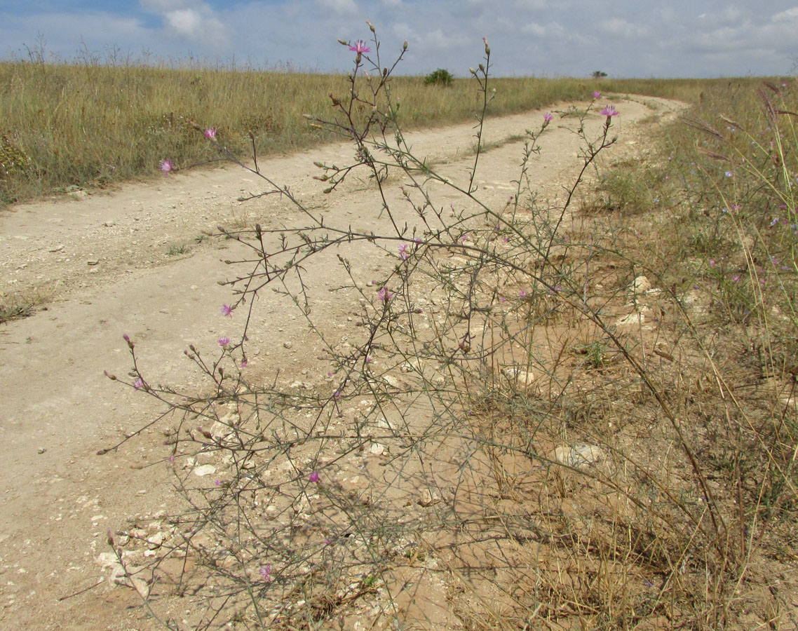 Image of Centaurea lavrenkoana specimen.