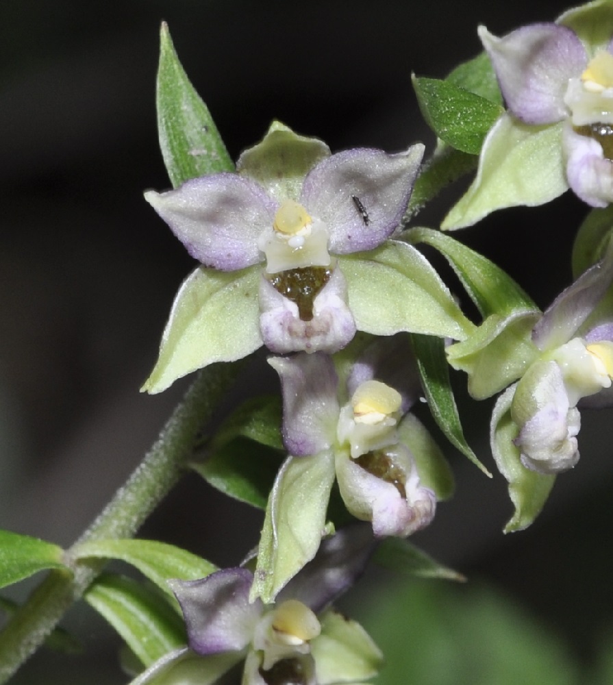 Image of Epipactis helleborine ssp. degenii specimen.