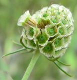 Scabiosa ochroleuca