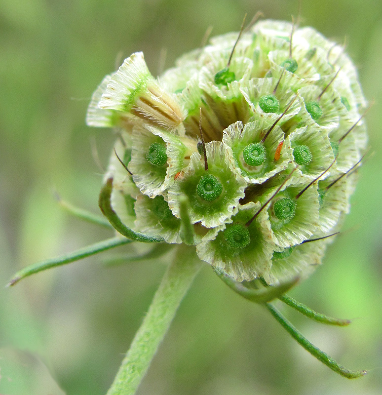 Image of Scabiosa ochroleuca specimen.
