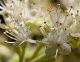 Rodgersia aesculifolia