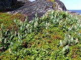 Salix glauca. Плодоносящее растение в скалах на берегу моря. Кольский п-ов, Восточный Мурман, Дальние Зеленцы, мыс Аварийный. 22.07.2009.