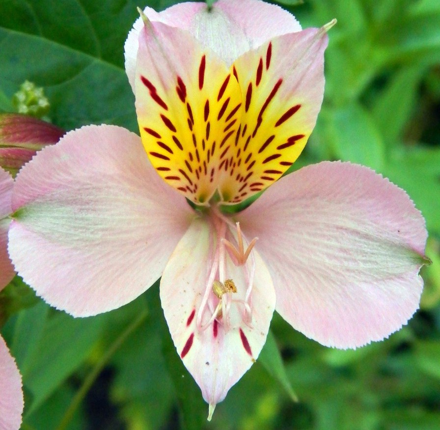 Изображение особи род Alstroemeria.