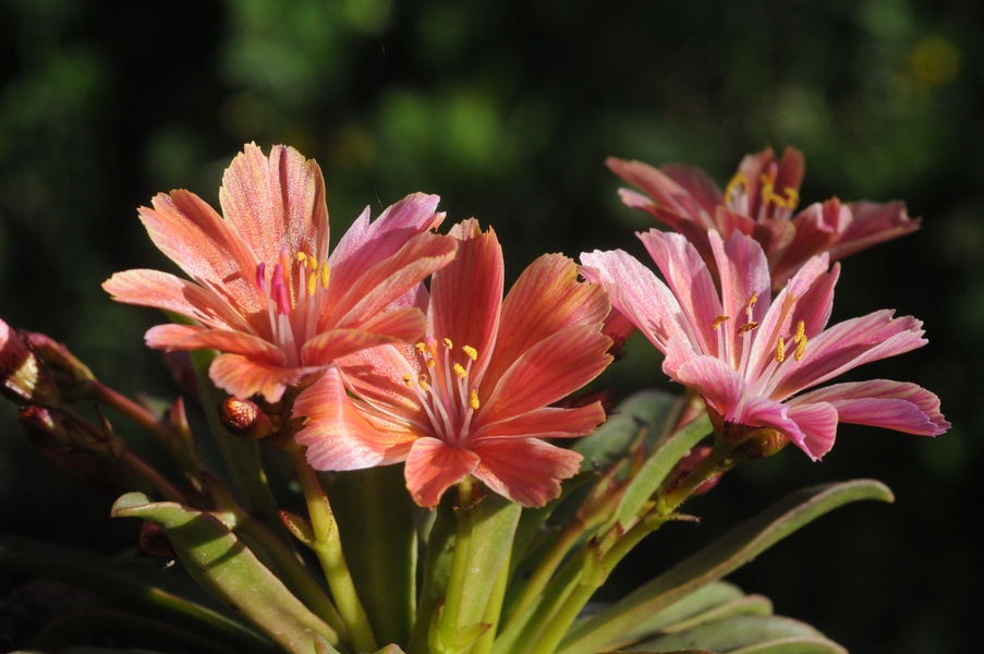 Image of Lewisia cotyledon specimen.