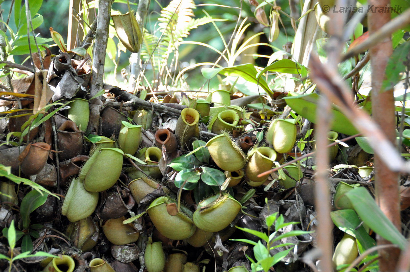 Изображение особи Nepenthes ampullaria.