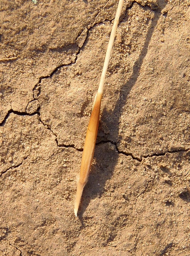 Image of Stipa capillata specimen.
