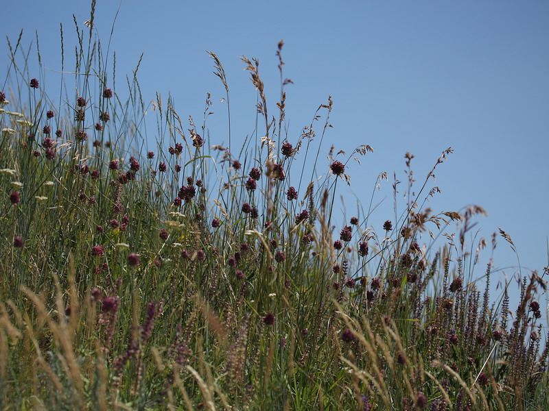 Image of Allium rotundum specimen.